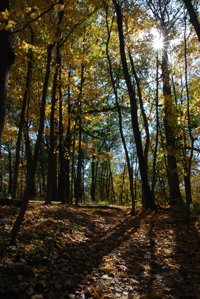 Autumn at Waterfall Glen 196