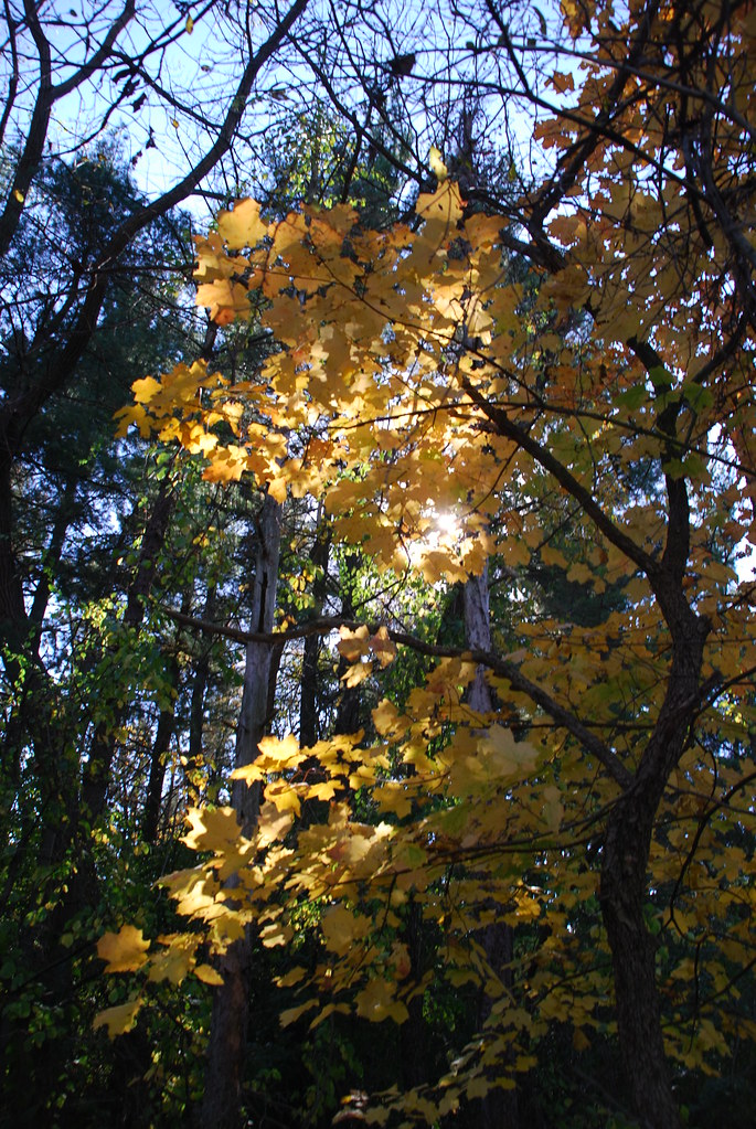 Autumn at Waterfall Glen 270