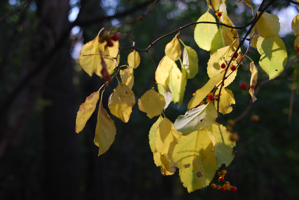 Autumn at Waterfall Glen 273