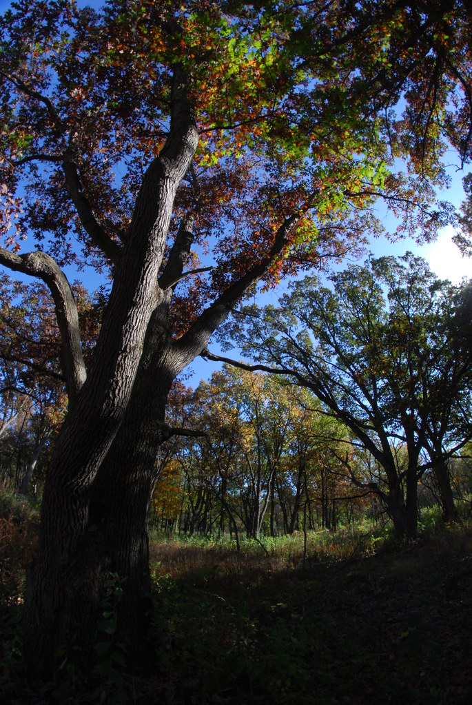 Autumn at Waterfall Glen 017