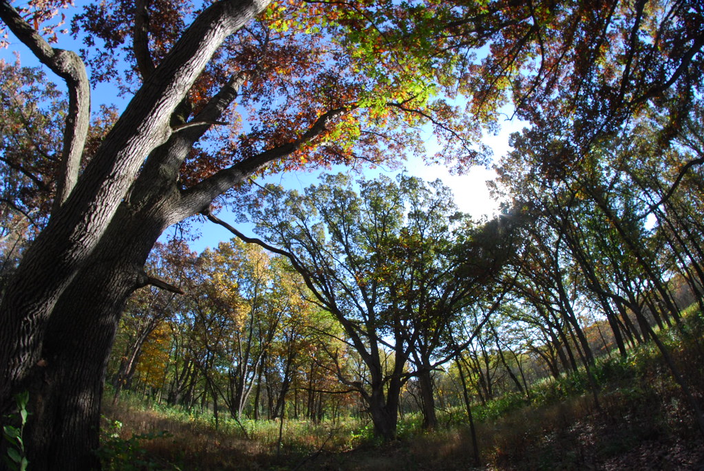 Autumn at Waterfall Glen 021