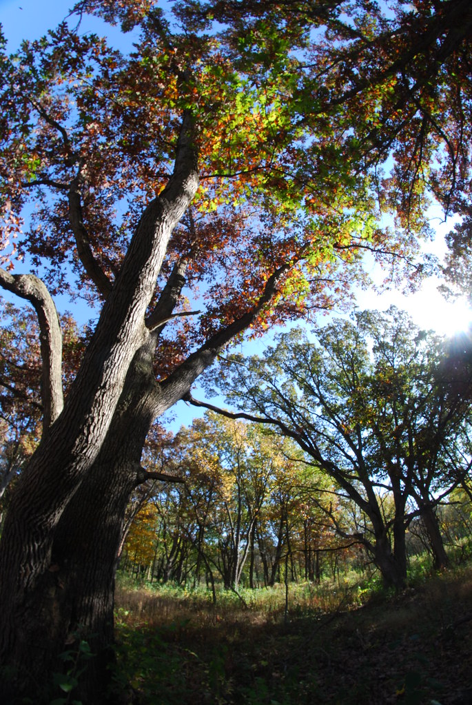 Autumn at Waterfall Glen 022