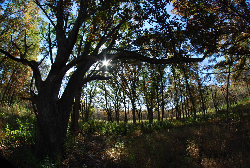 Autumn at Waterfall Glen 025