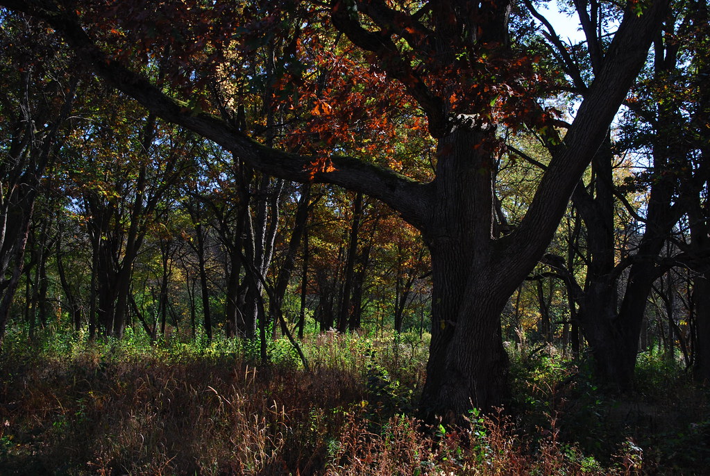 Autumn at Waterfall Glen 027