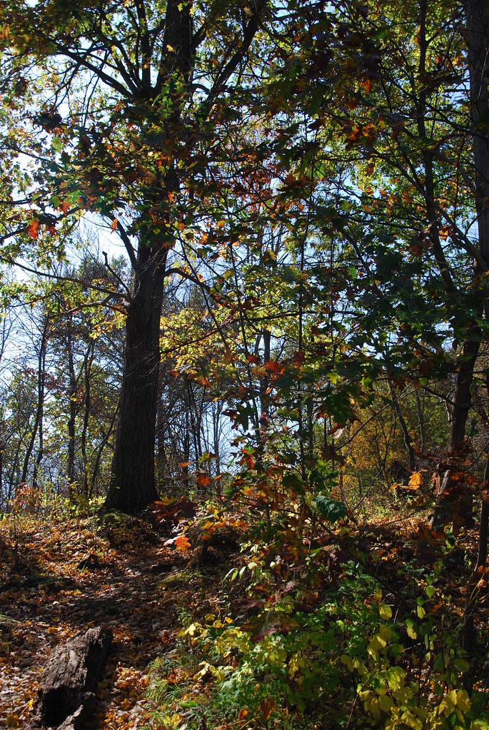 Autumn at Waterfall Glen 076