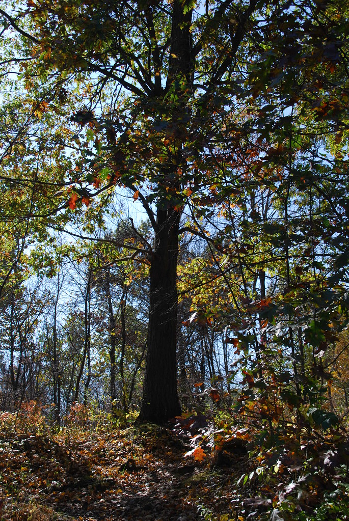 Autumn at Waterfall Glen 077