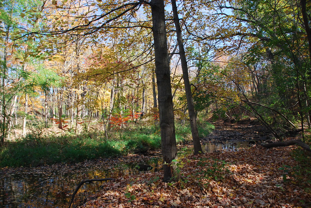 Autumn at Waterfall Glen 123