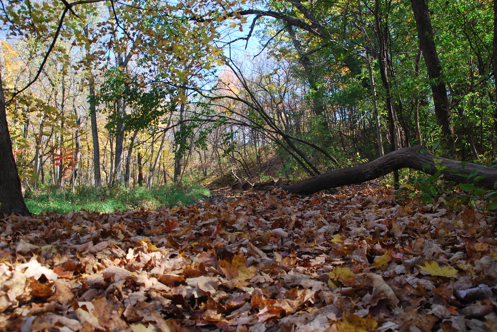 Autumn at Waterfall Glen 125