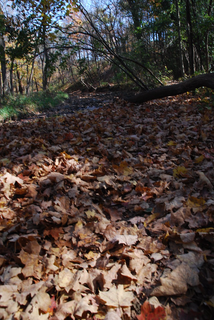 Autumn at Waterfall Glen 126