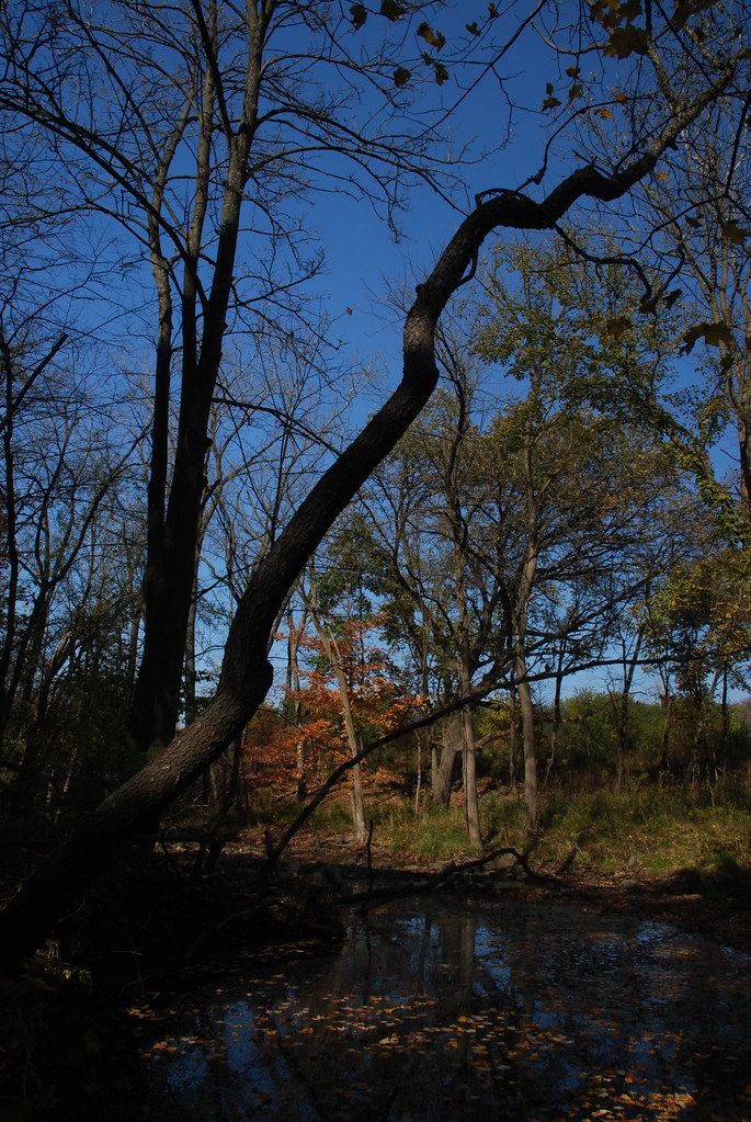 Autumn at Waterfall Glen 142