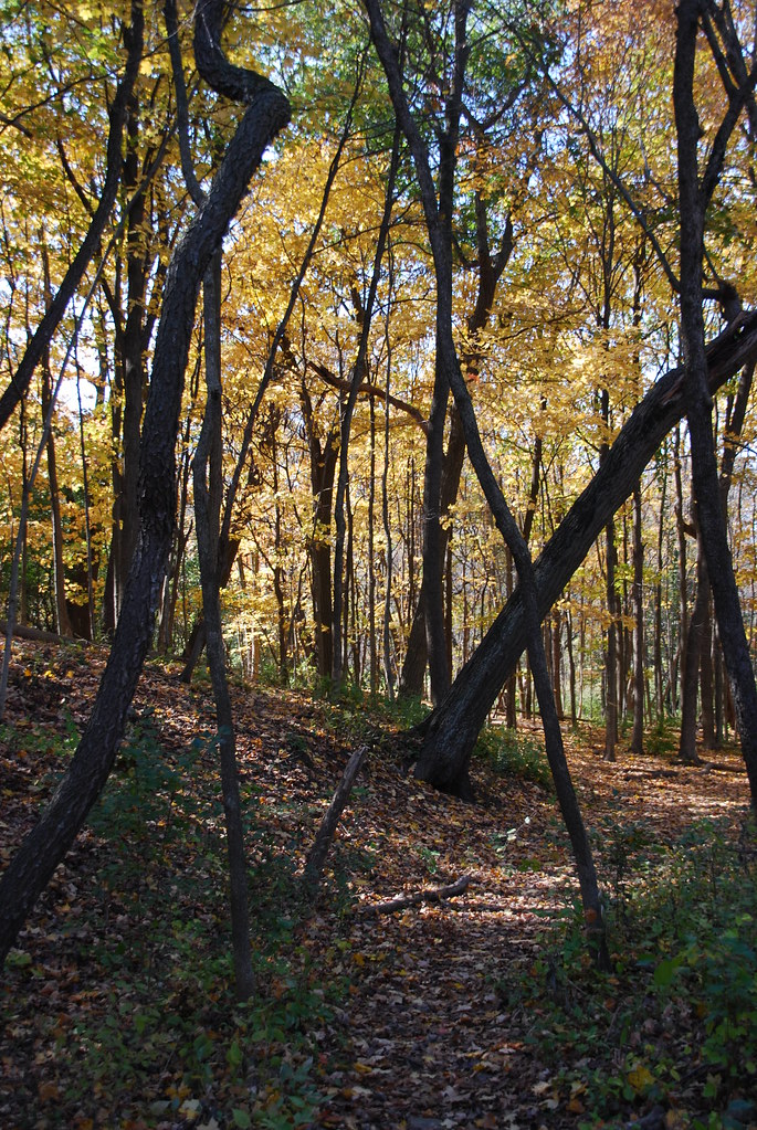 Autumn at Waterfall Glen 171