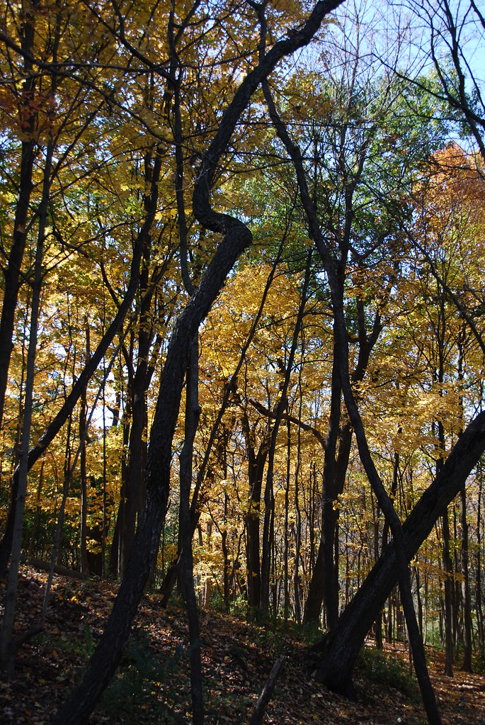 Autumn at Waterfall Glen 172