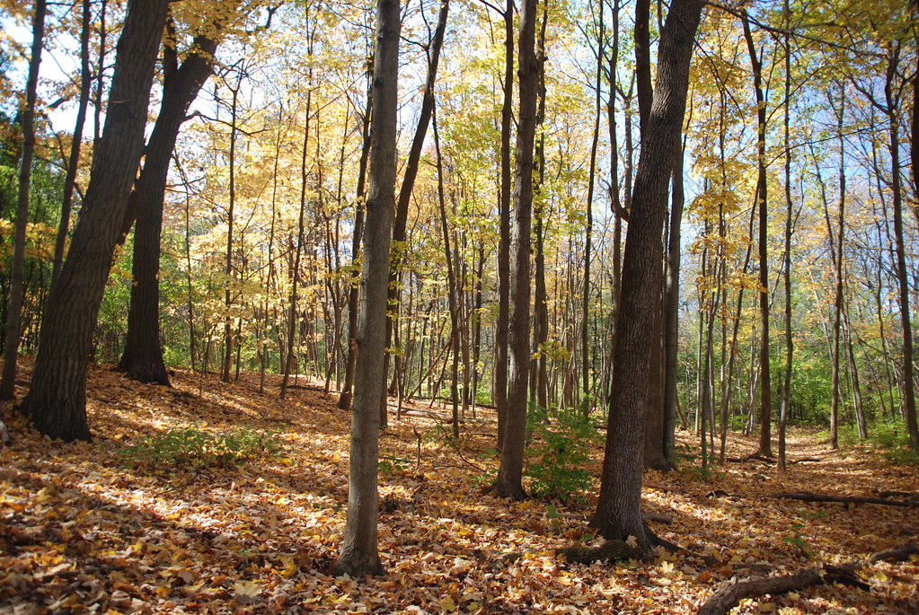 Autumn at Waterfall Glen 184