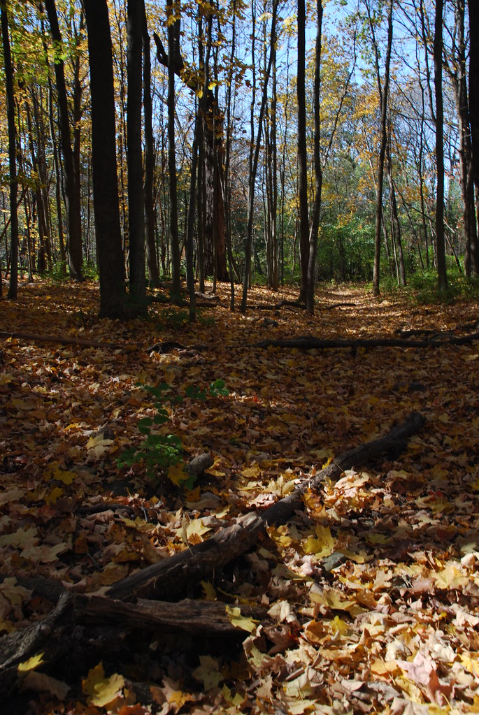 Autumn at Waterfall Glen 185