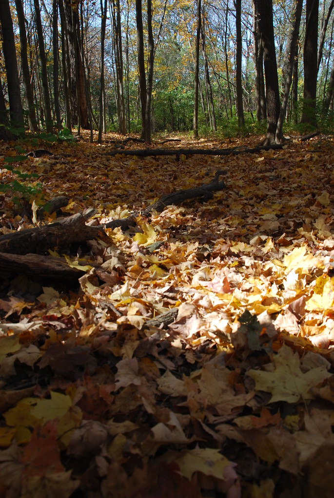 Autumn at Waterfall Glen 186