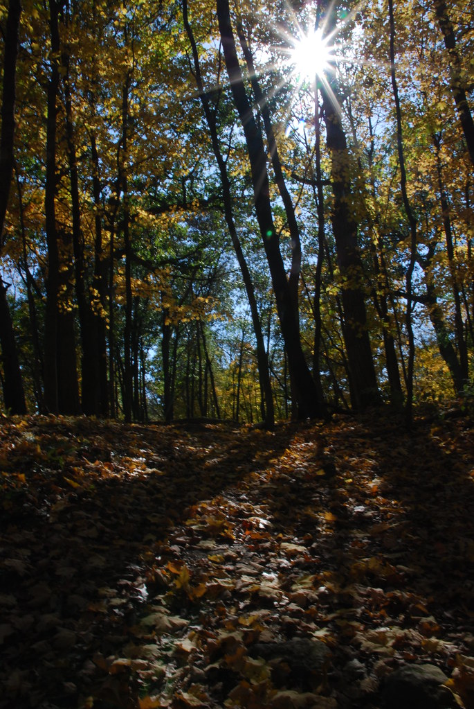Autumn at Waterfall Glen 197
