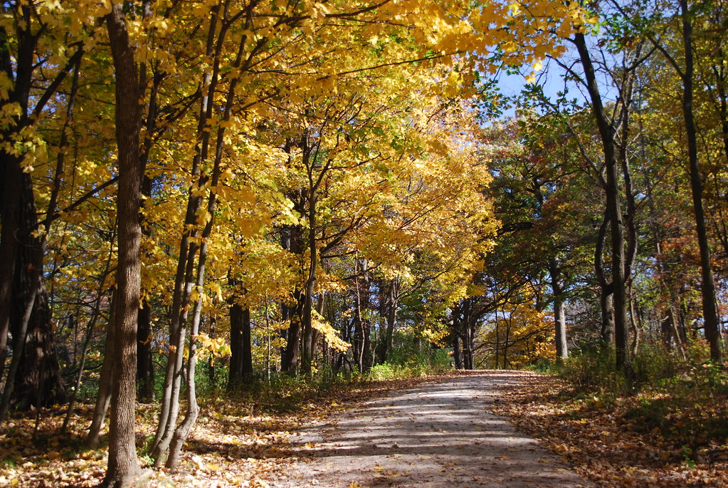 Autumn at Waterfall Glen 199