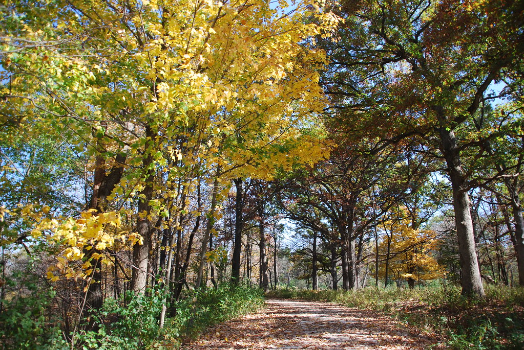 Autumn at Waterfall Glen 201