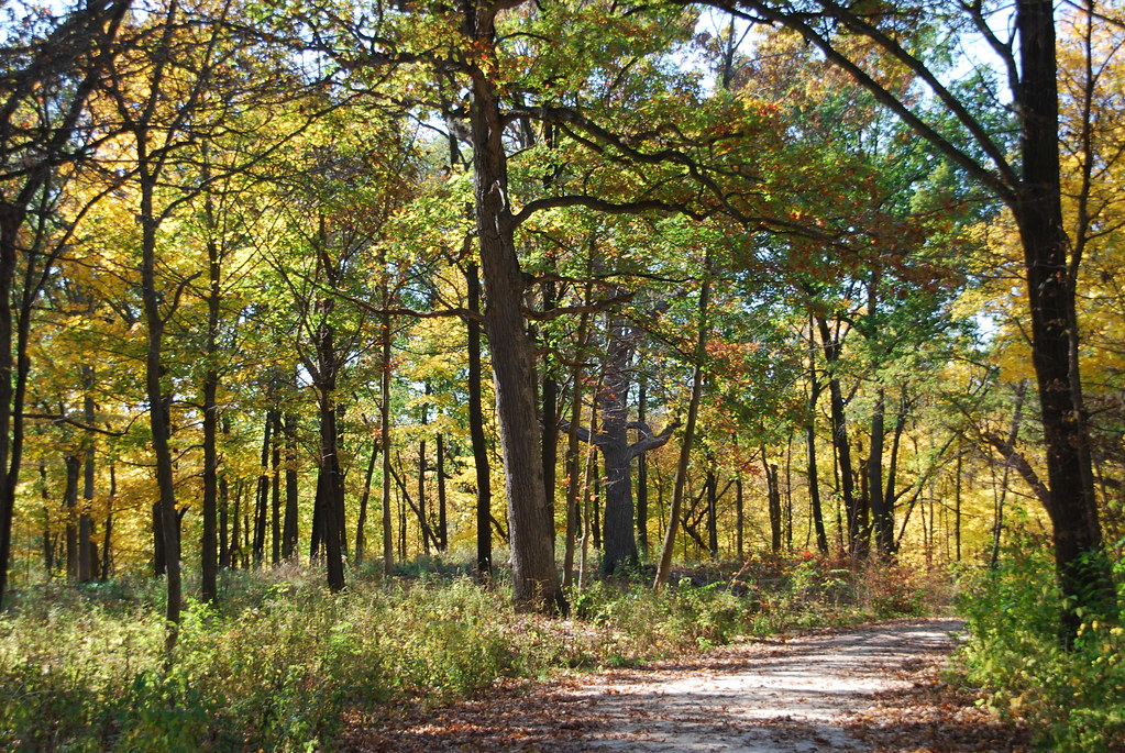 Autumn at Waterfall Glen 204
