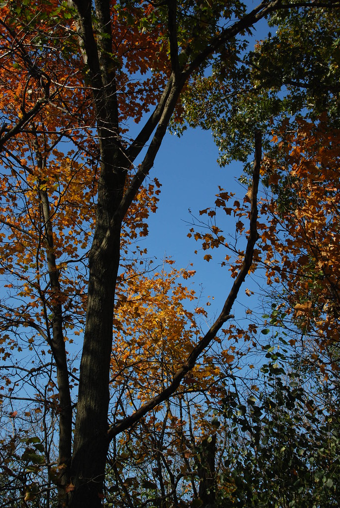 Autumn at Waterfall Glen 268