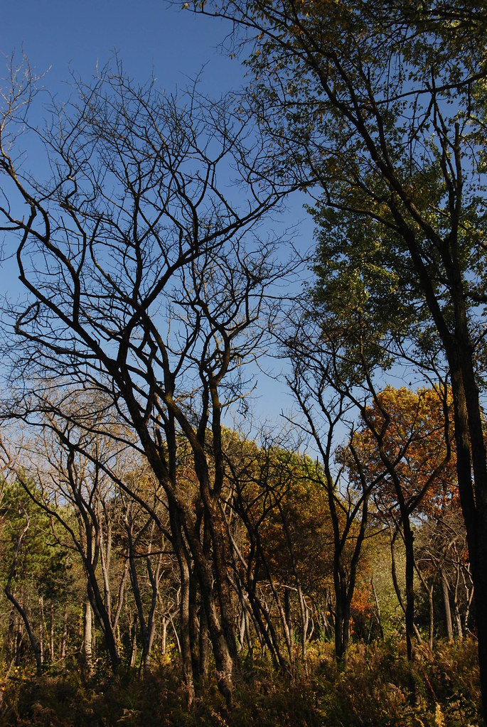Autumn at Waterfall Glen 274