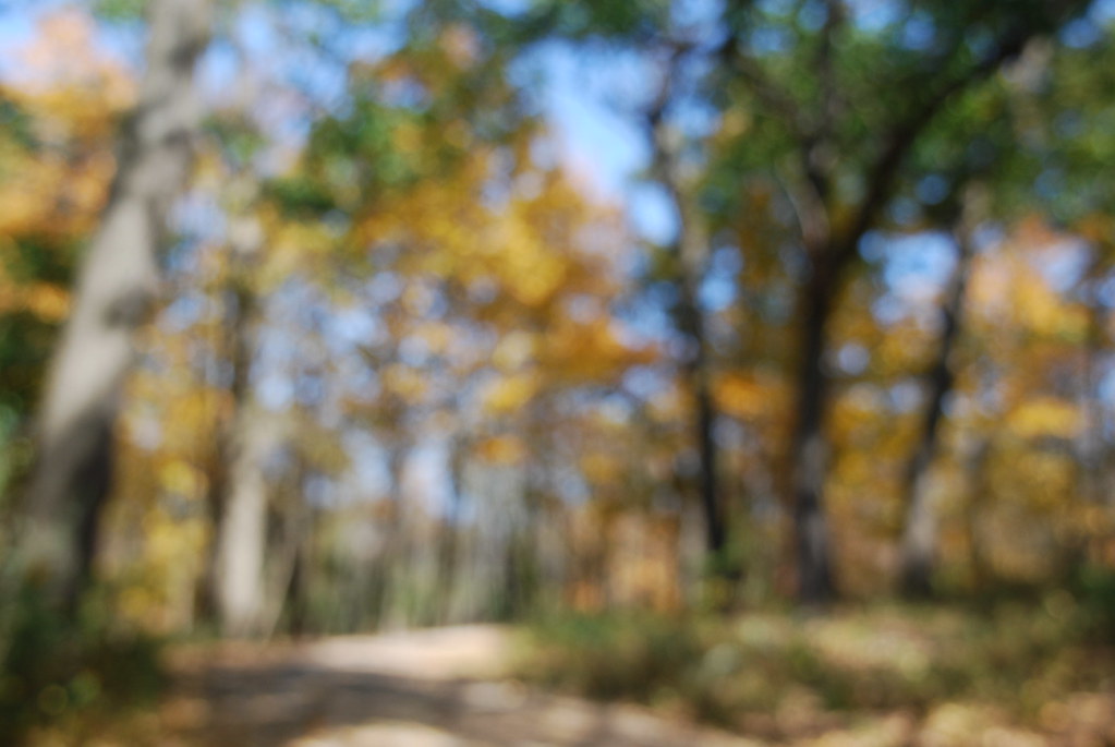 Autumn at Waterfall Glen 120