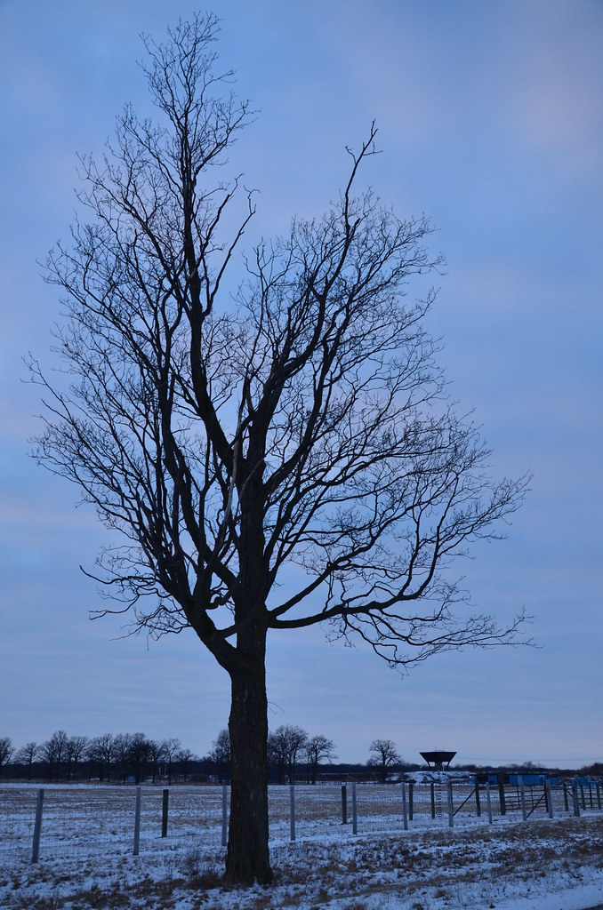 Fermilab Tree 071