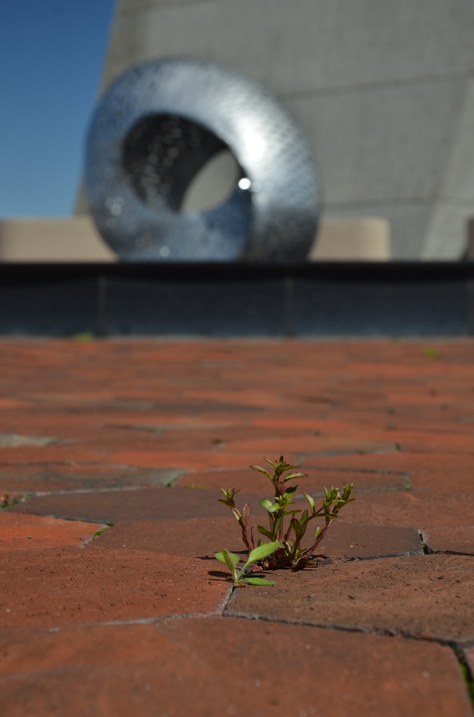 The Mobius Strip