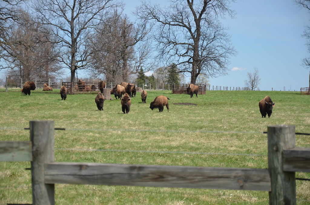 The Fermilab Bison