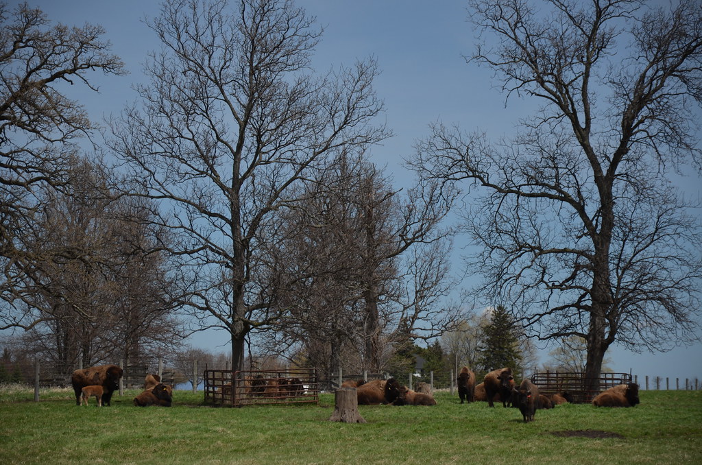 The Fermilab Buffalo