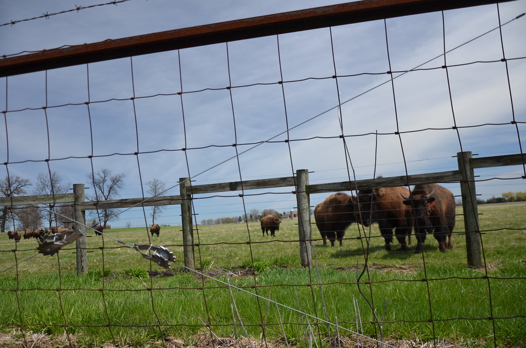 The Bison at Fermi National Laboratory