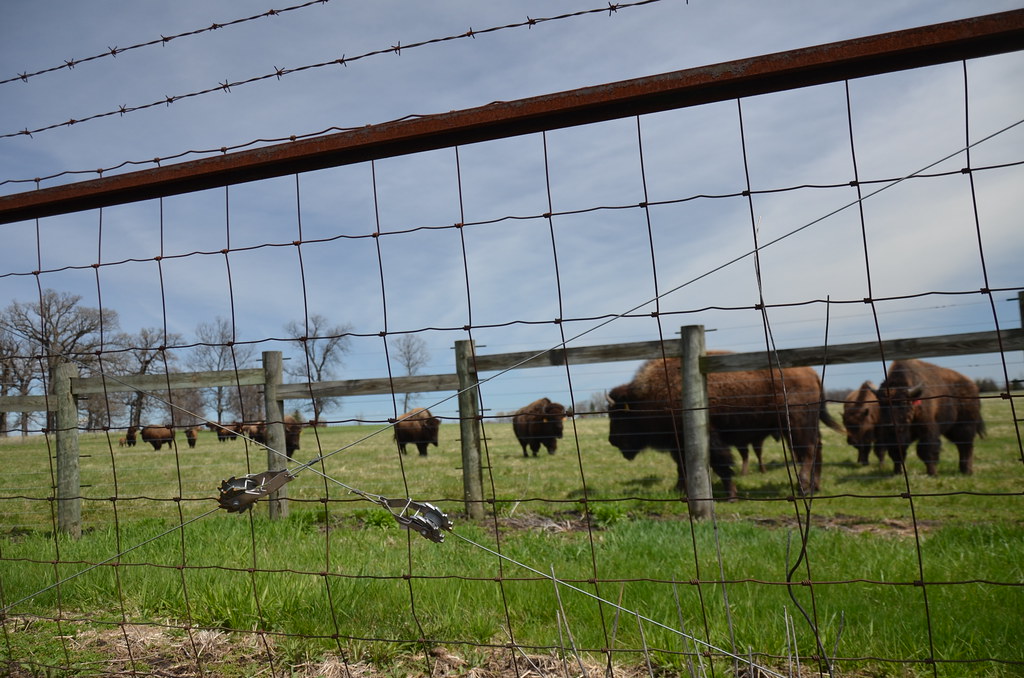 The Buffalo at Fermi National Laboratory