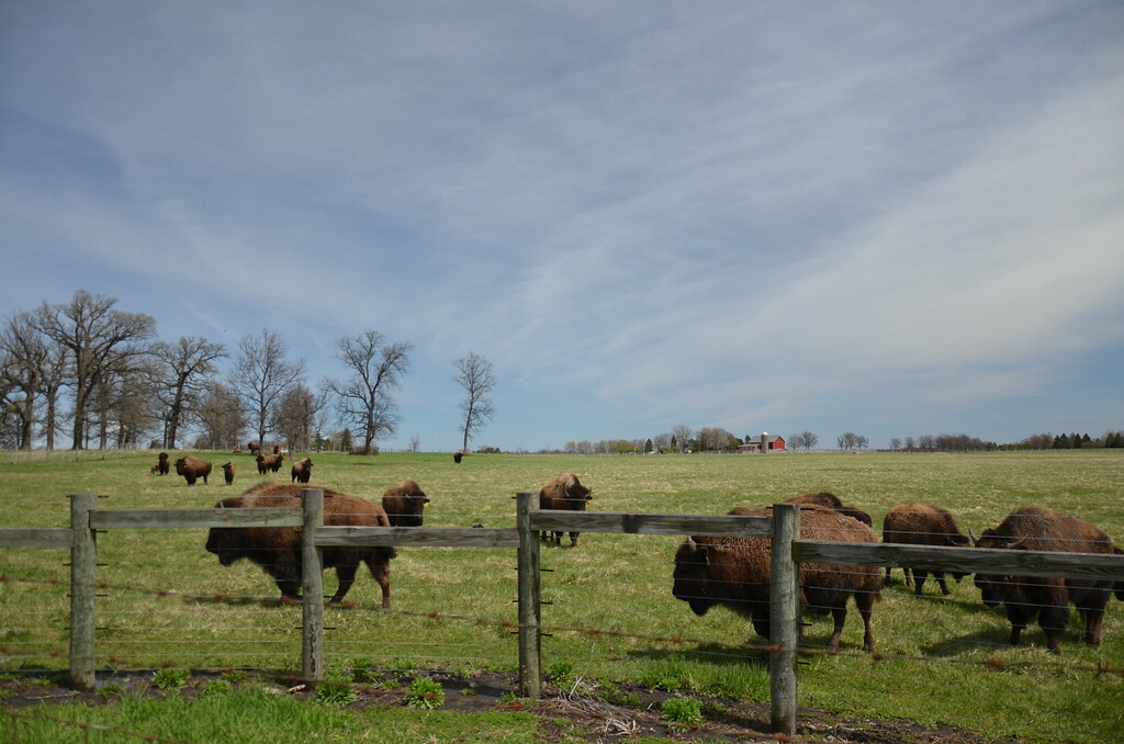 The Buffalo at Fermi National Accelerator Laboratory