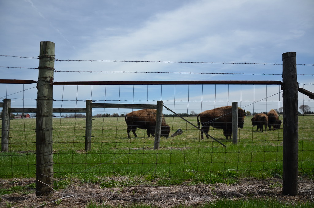 North American Bison at Fermi National Laboratory