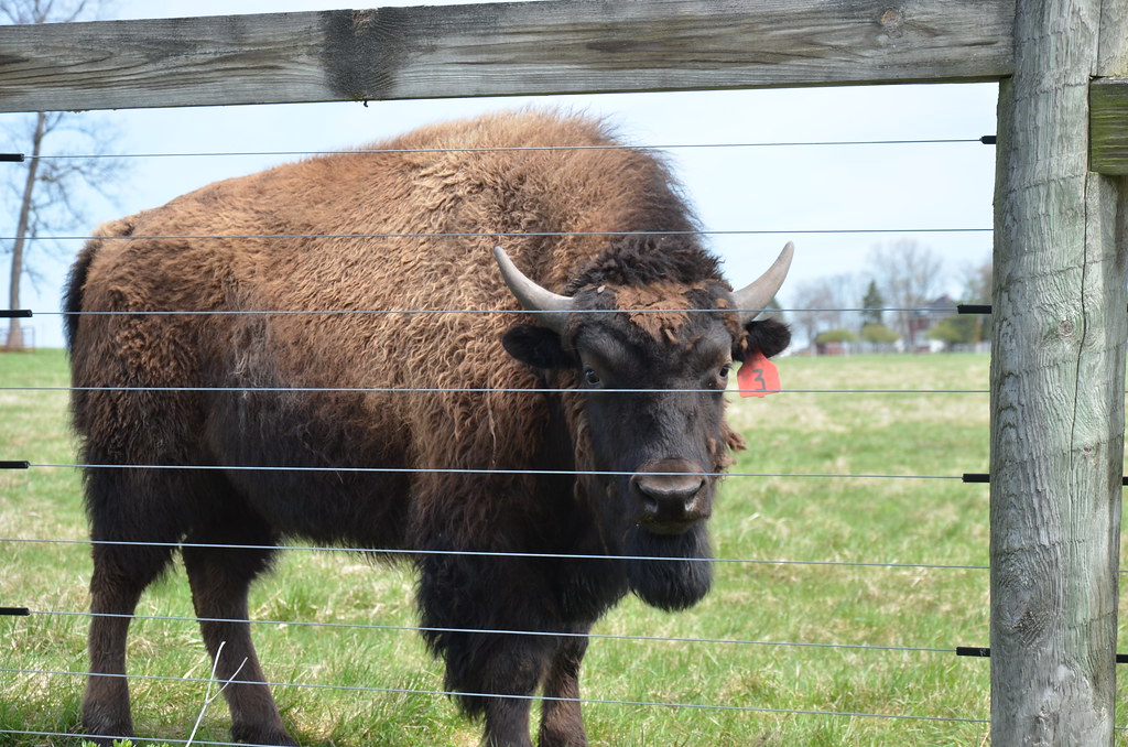 Buffalo 3 at Fermilab