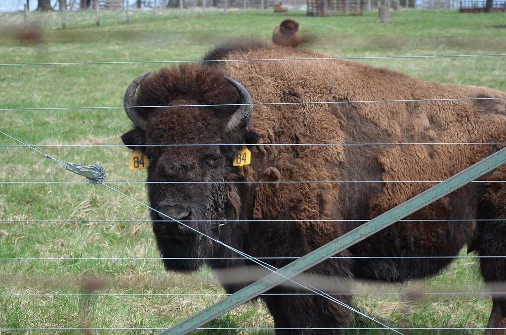 Buffalo