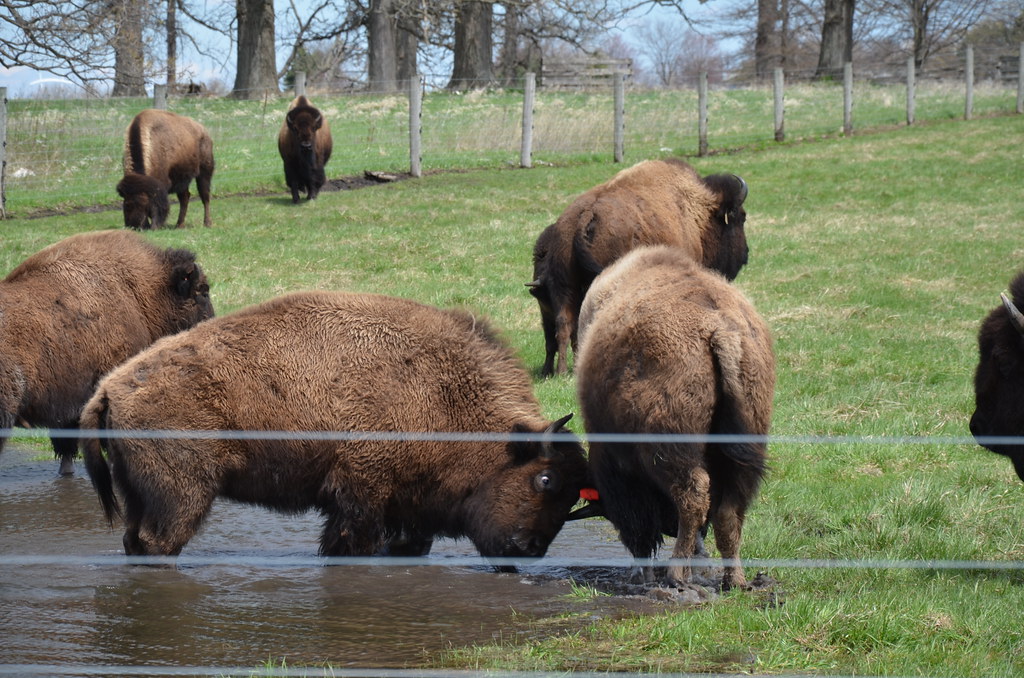 Buffalo at Fermi National Accelerator Laboratory
