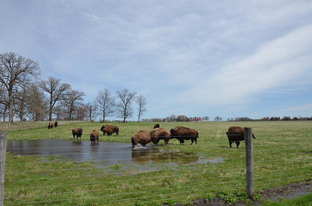 North American Bison at Fermi National Accelerator Laboratory