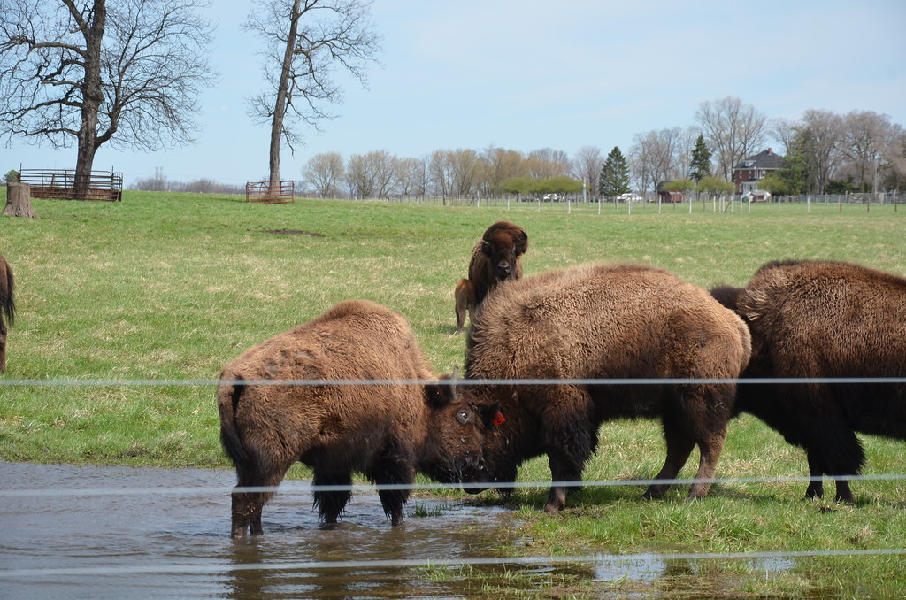 North American Bison at Fermilab