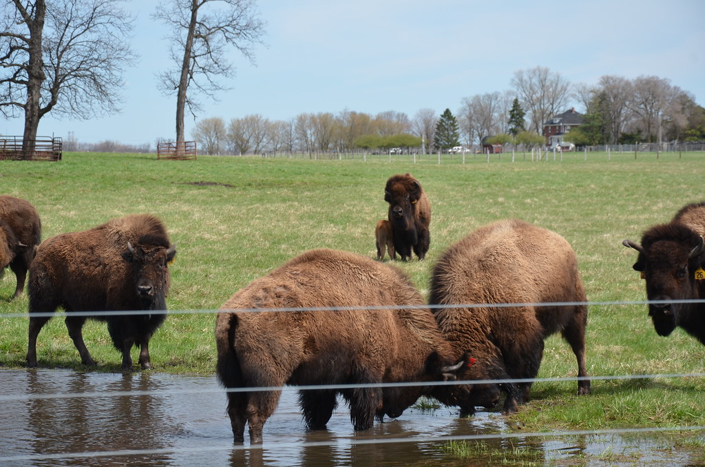 Bison at Fermilab