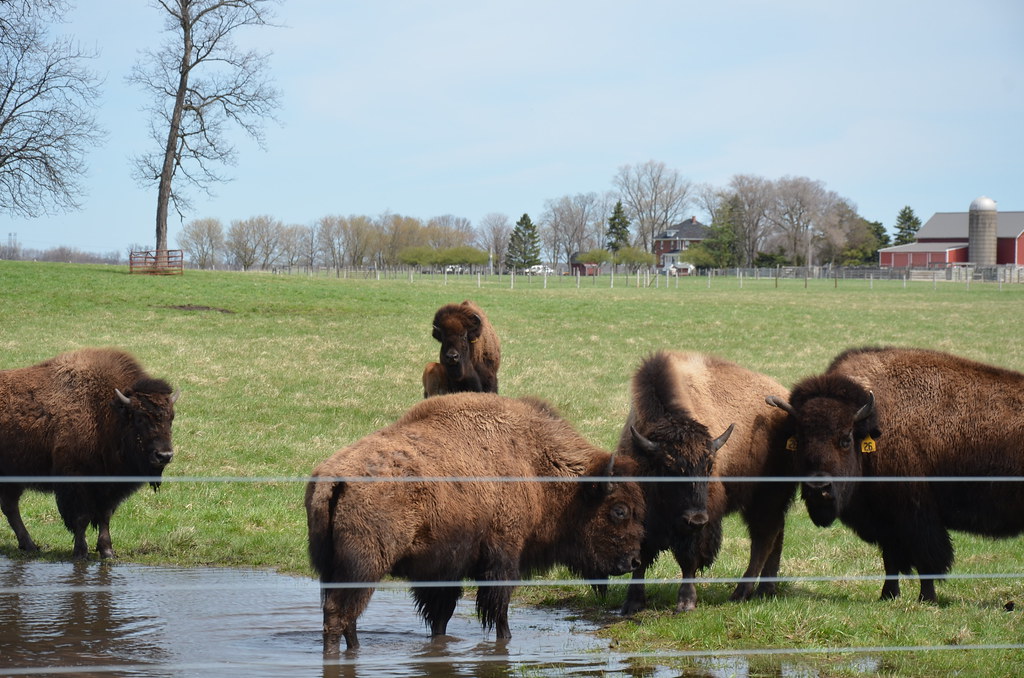 Fermilab North American Bison