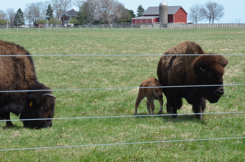 Fermilab Baby Buffalo
