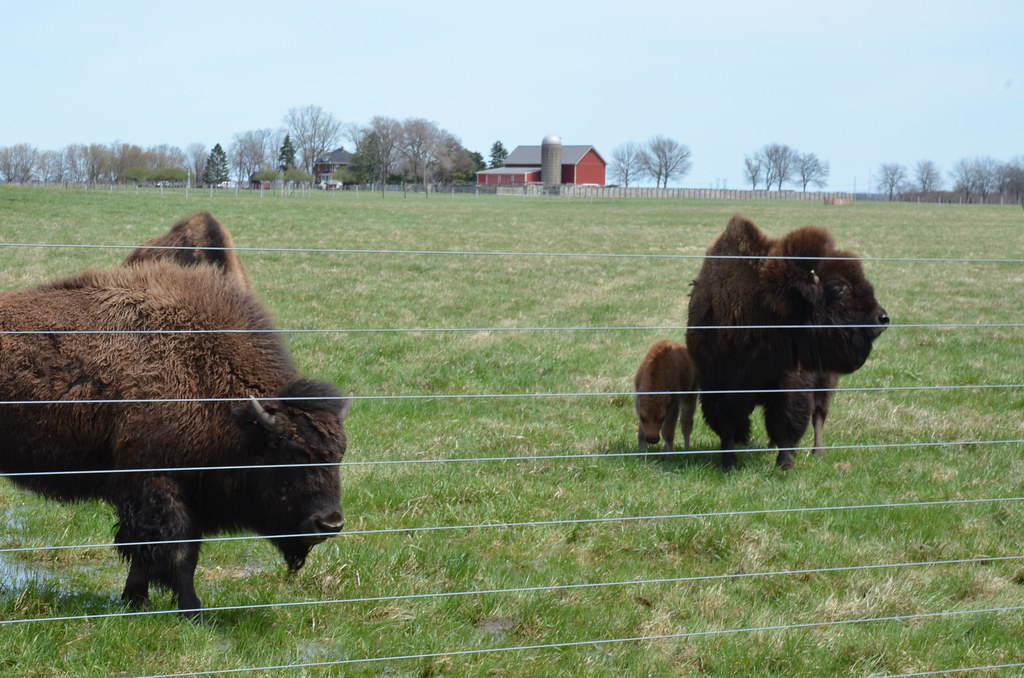 Fermi National Accelerator Laboratory Bison
