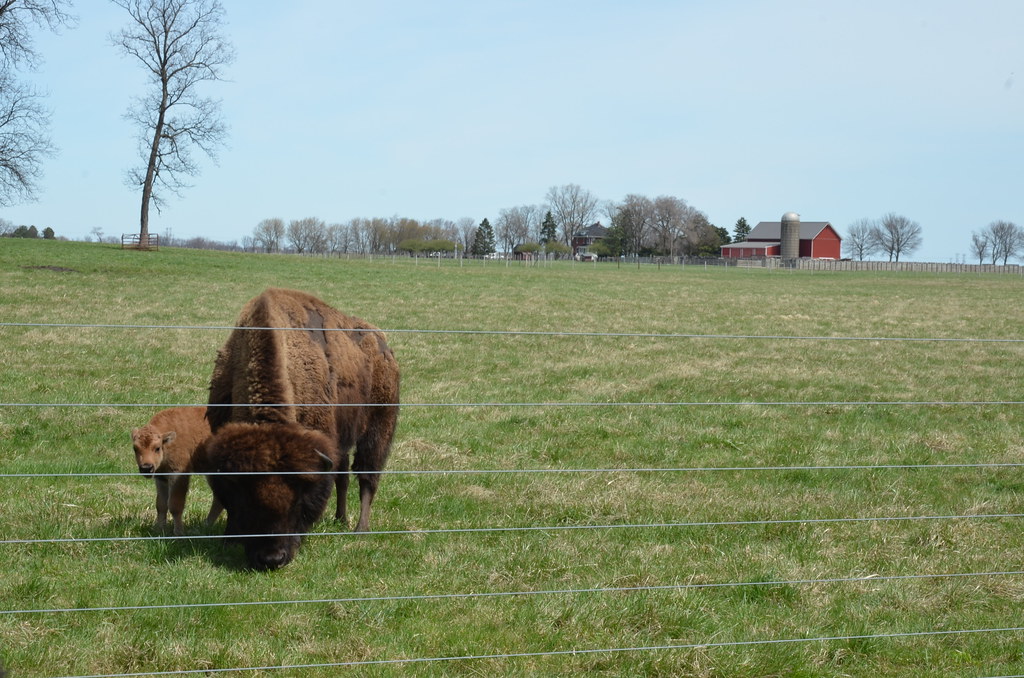 Baby Bison