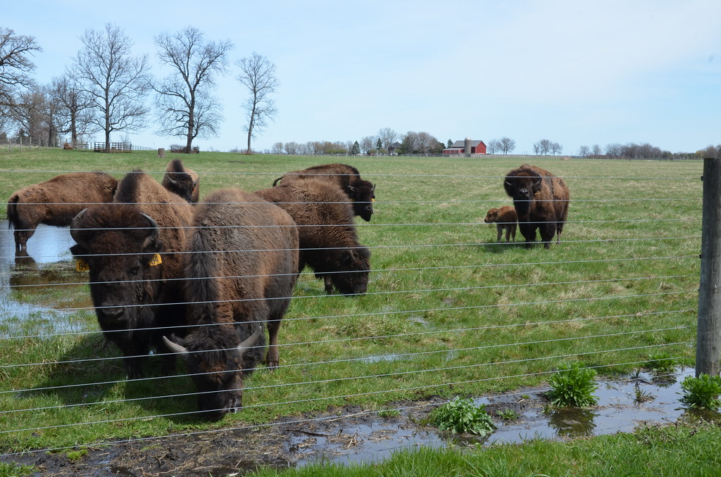 Fermilab Buffalo