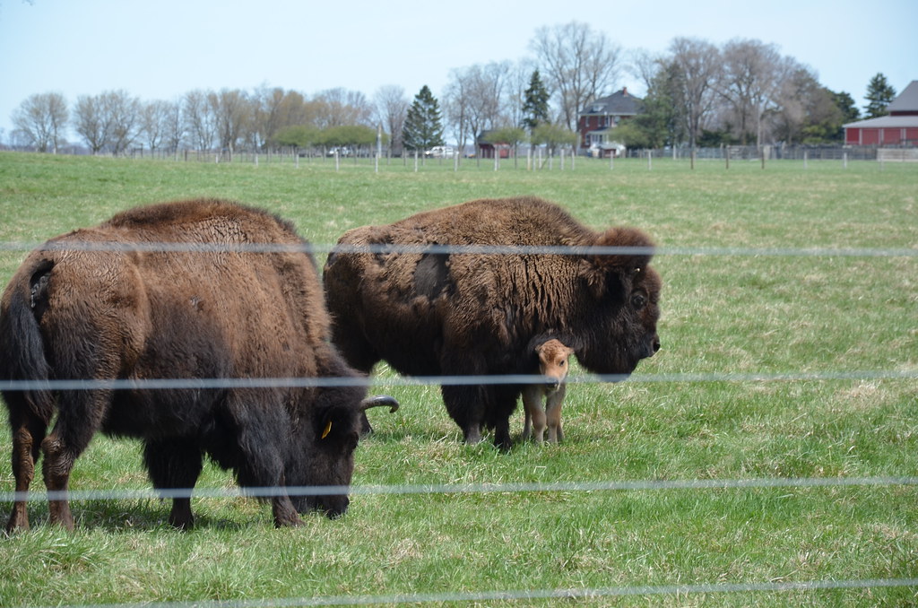 Baby Buffalo