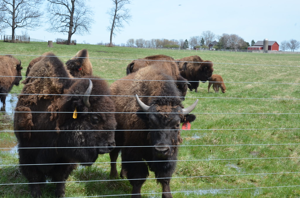 Fermilab Bison