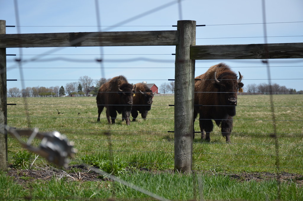American Bison