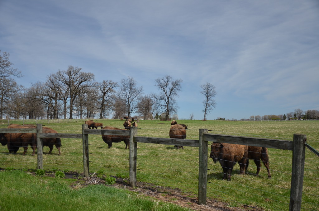 The Buffalo at Fermilab