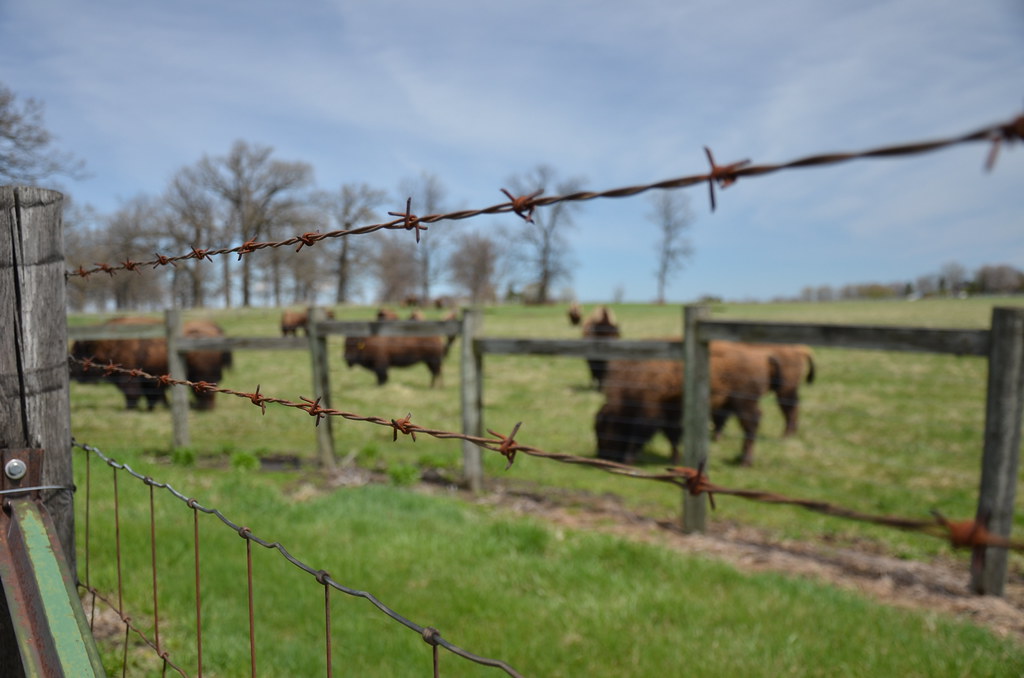 Barbed Wire Fence